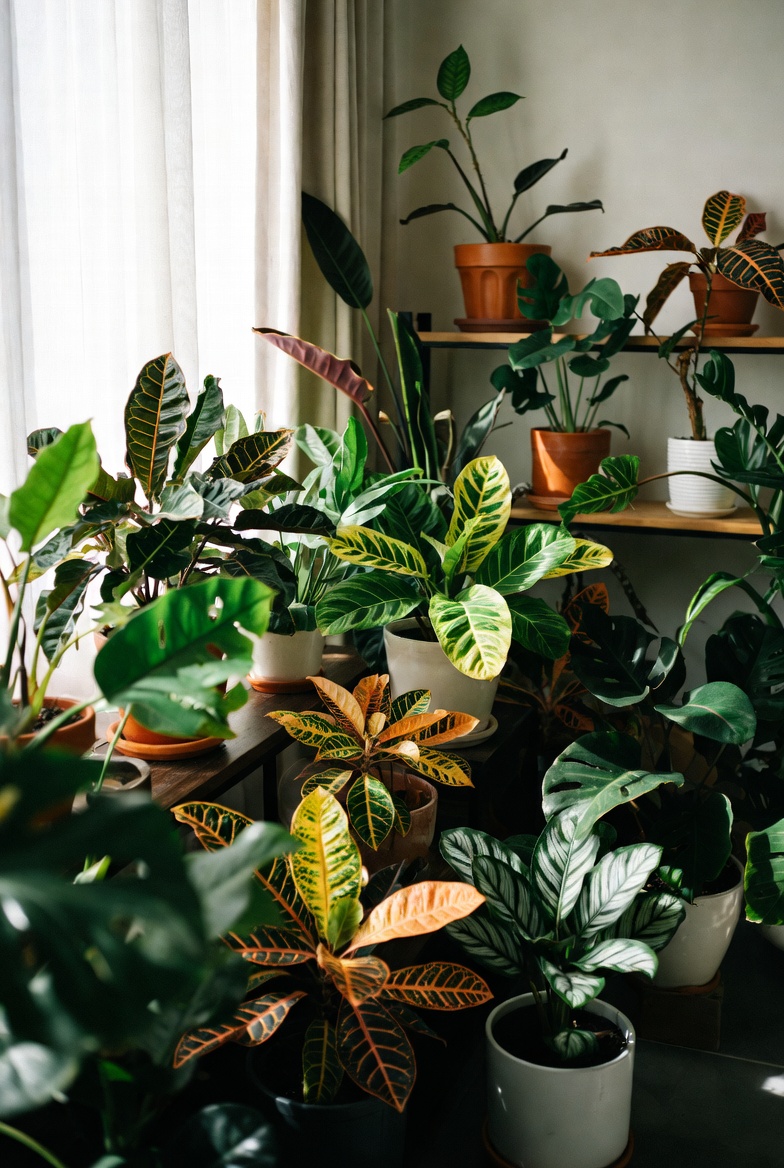 Beautiful indoor plant collection