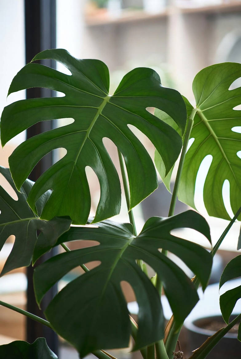Monstera Deliciosa with split leaves