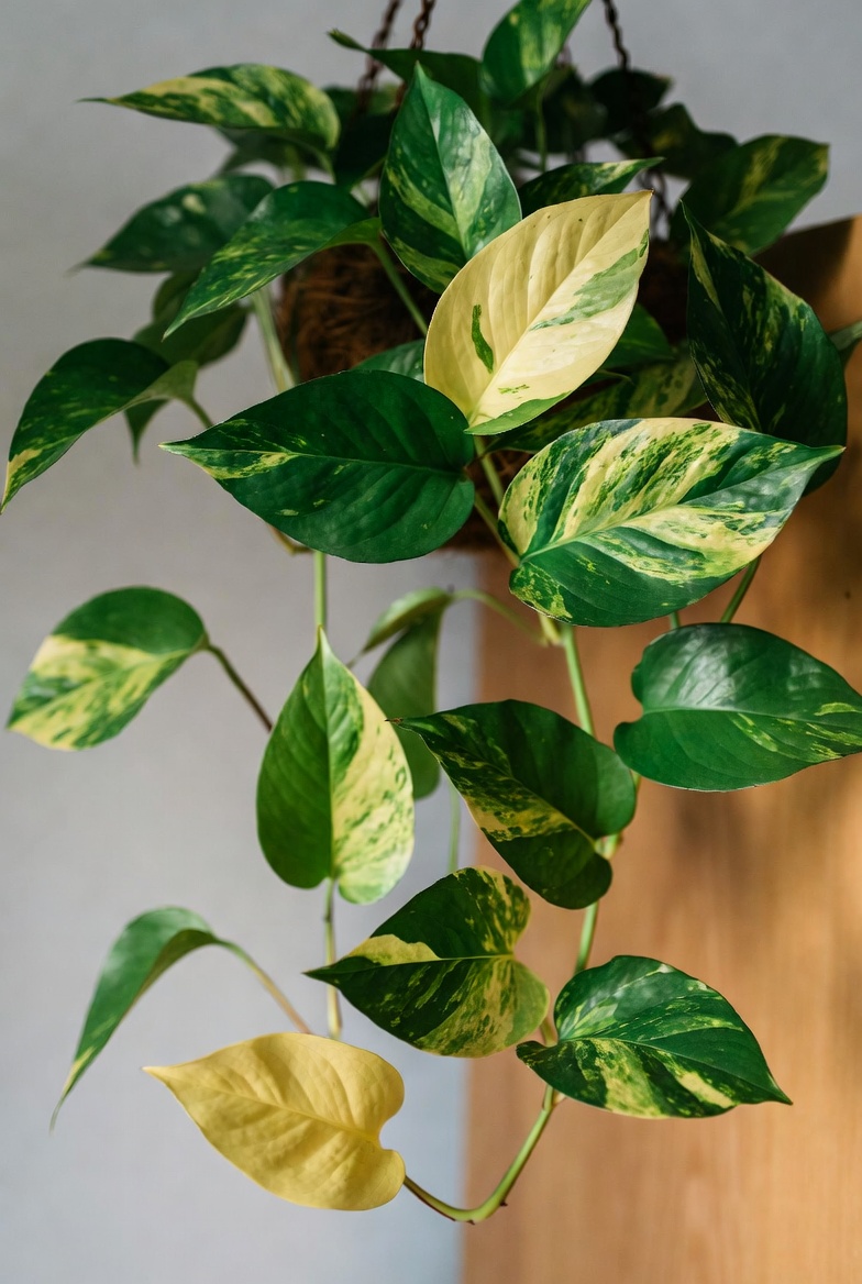 Golden Pothos trailing vine