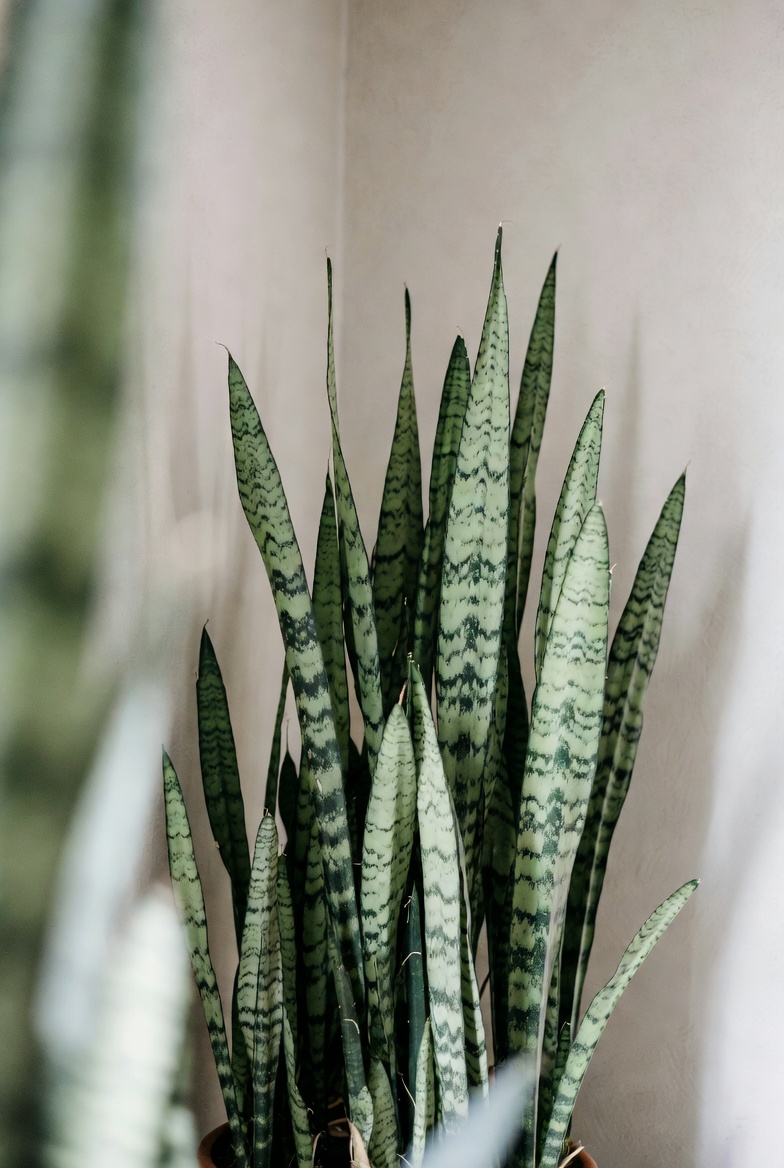 Snake Plant with upright leaves