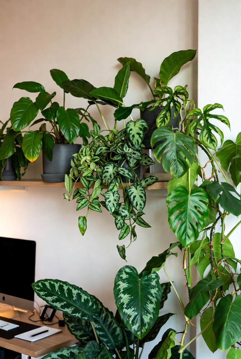 Lush indoor plants in modern workspace